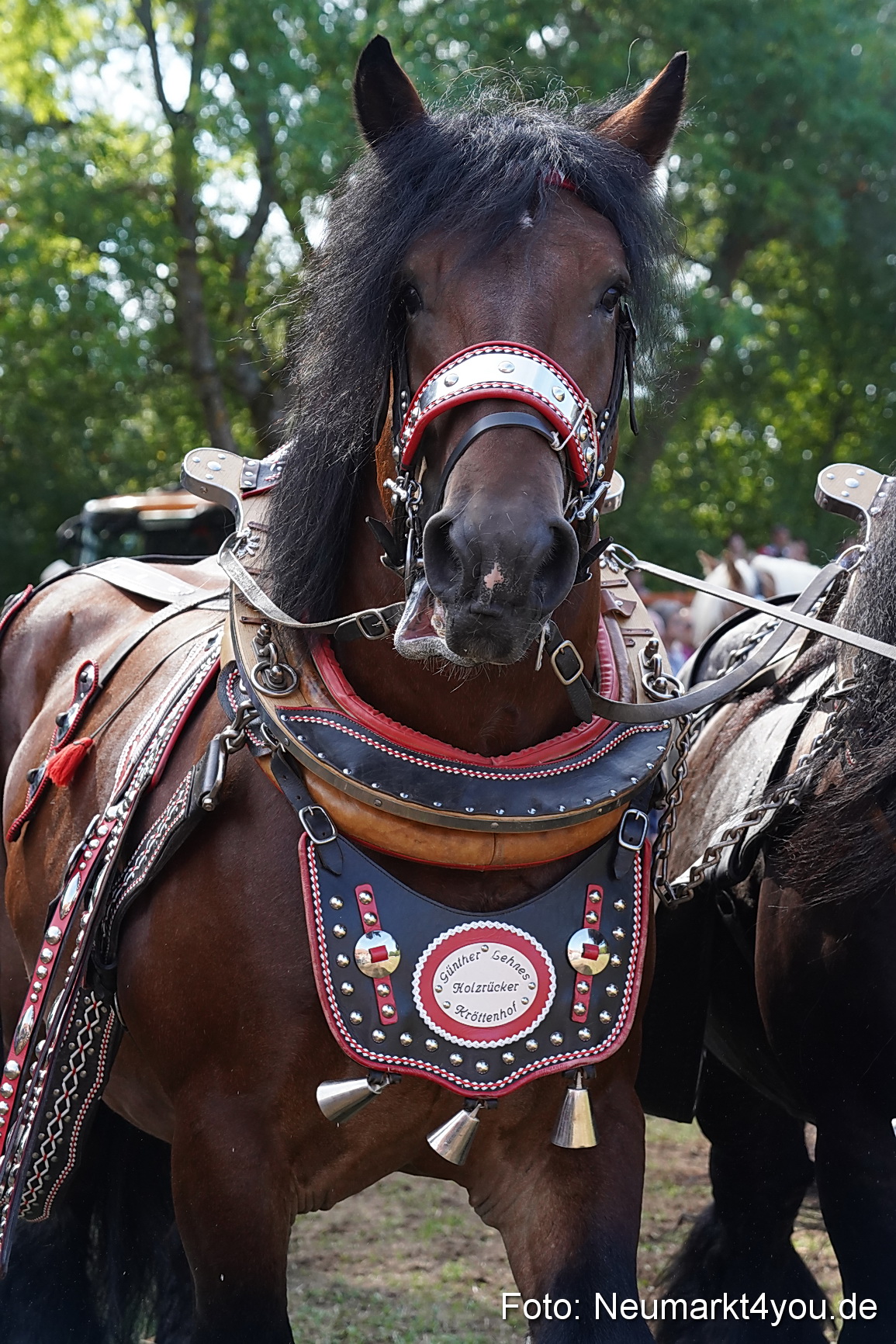 Pferde und Fohlenschau 2022 0193 